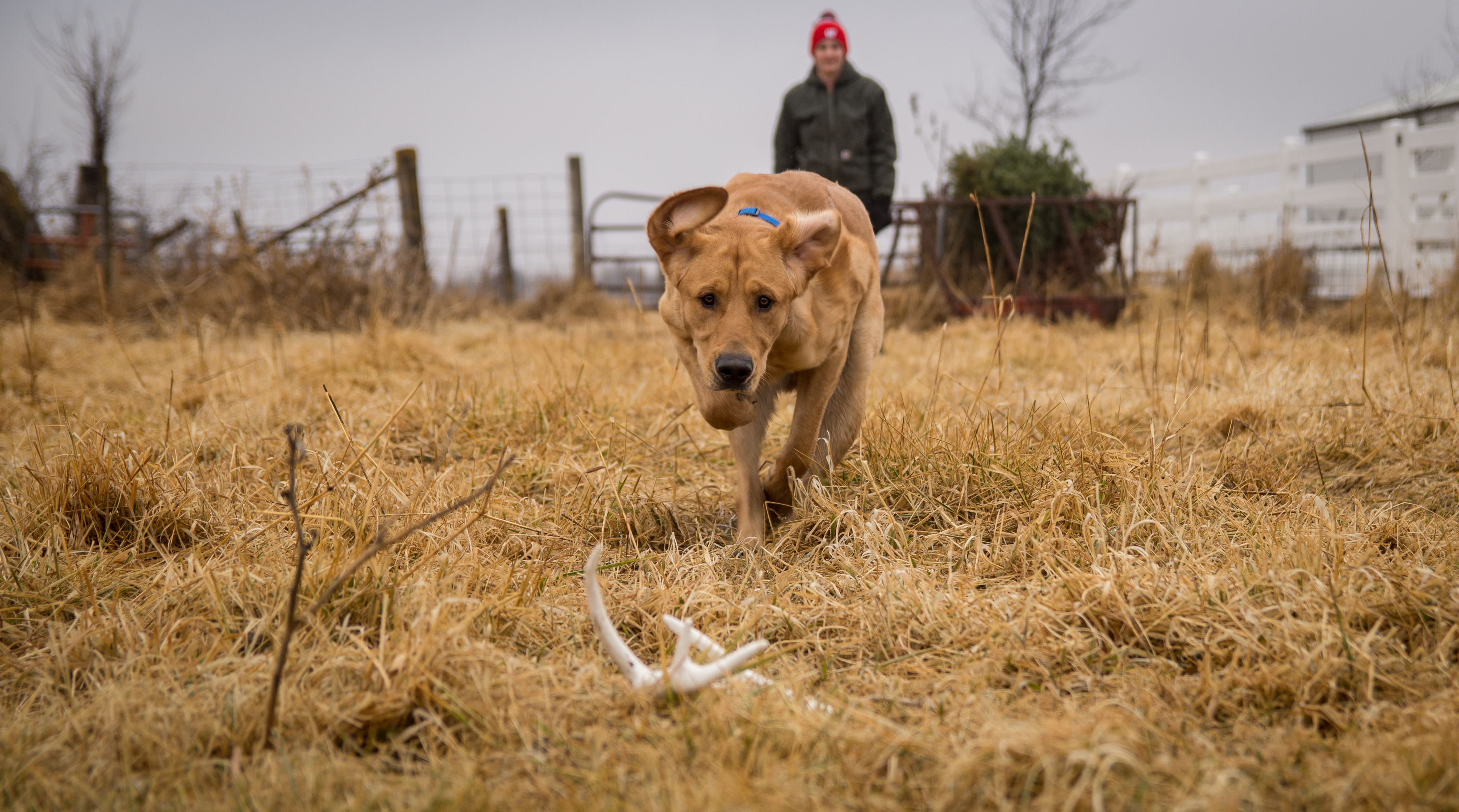 How to Train Your Dog to Shed Hunt
