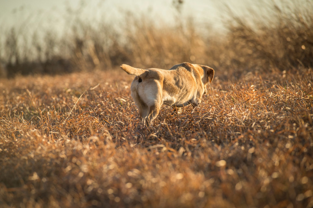 how to train your dog to hunt deer sheds