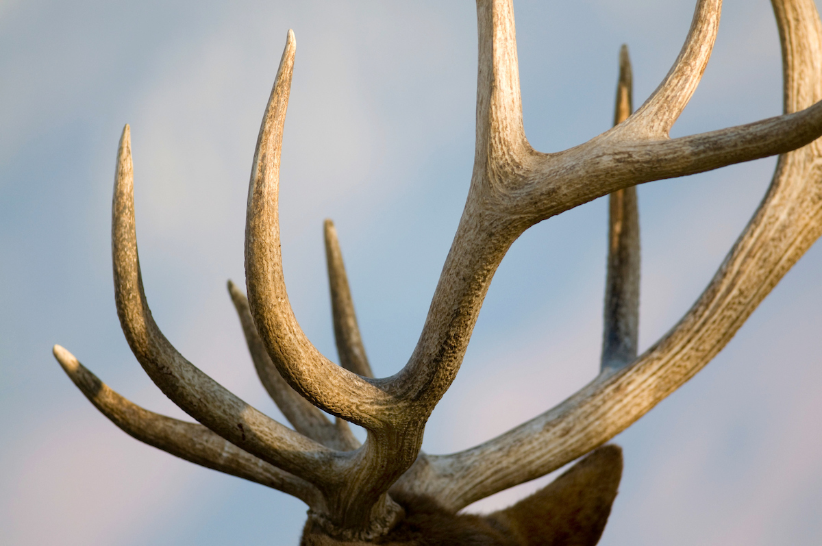 Antlers 101: The Deer Family’s Temporary Crowns