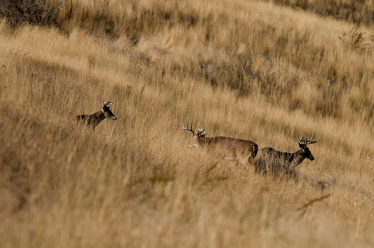 Whitetail Hot Spots to Scout for Deer Season