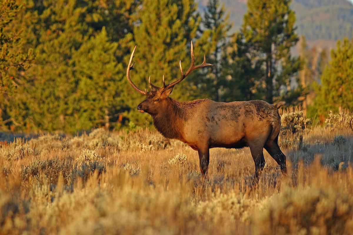 Understanding Animal Calls and Noises for Bowhunting Elk, Deer and Turkeys