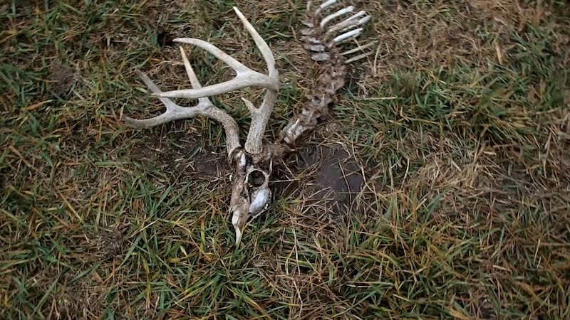 Nature’s Classroom: Dead Deer Share Facts and Insights
