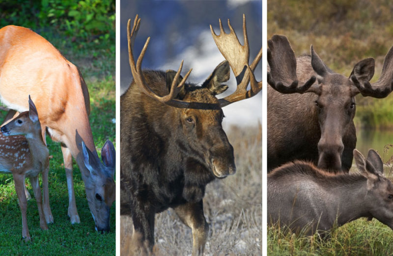 Chronic Wasting Disease: What You Should Know