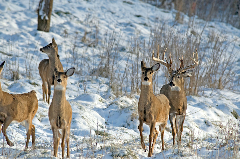 bowhuntersunited.com