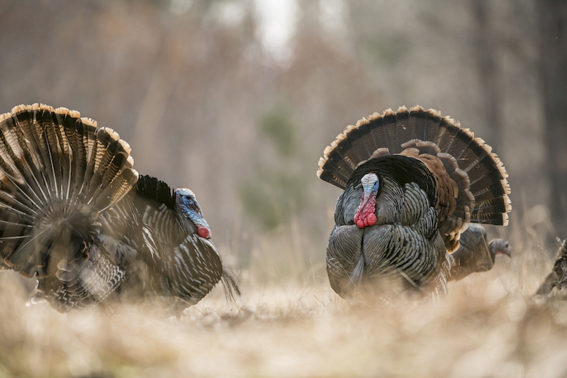 Prepare for a Full Day of Turkey Hunting