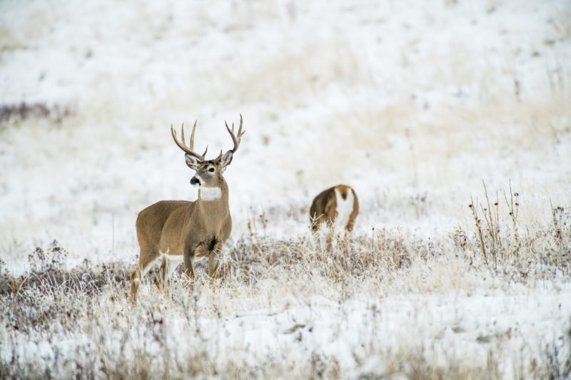 Hunt Overlooked Food Sources for Whitetails