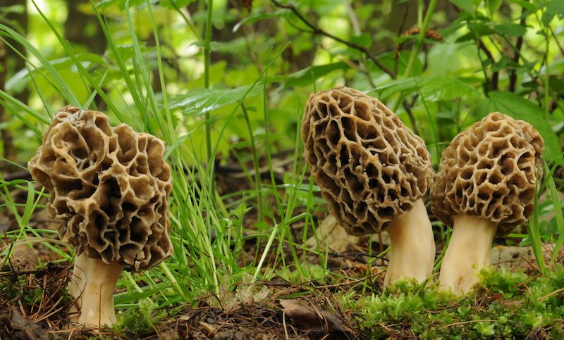 Have Fun by Foraging for Morel Mushrooms!