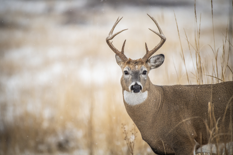 Deer Science How Antlers Grow Bowhunters United