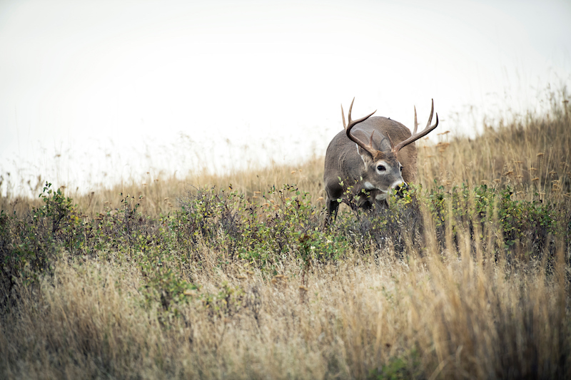 Take Action! Support the Chronic Wasting Disease Research and Management Act