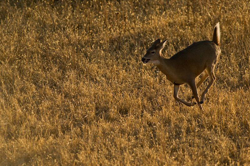 You Spooked a Deer – Now What?
