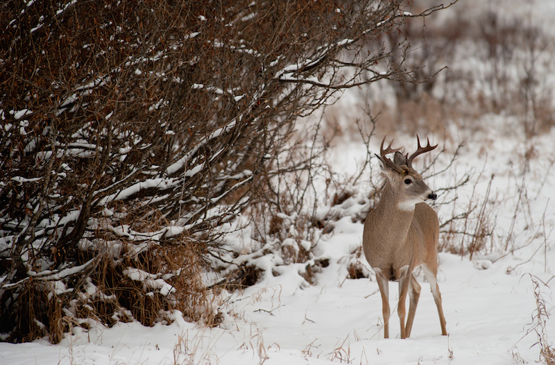 5 Ways to Extend Hunting Season through February