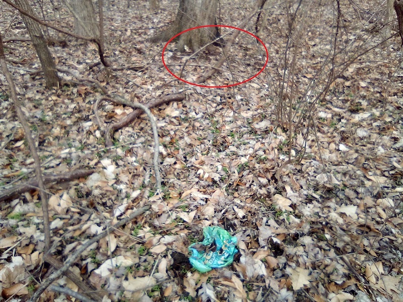 Stray Balloons Can Reveal Big-Buck Bedding Areas