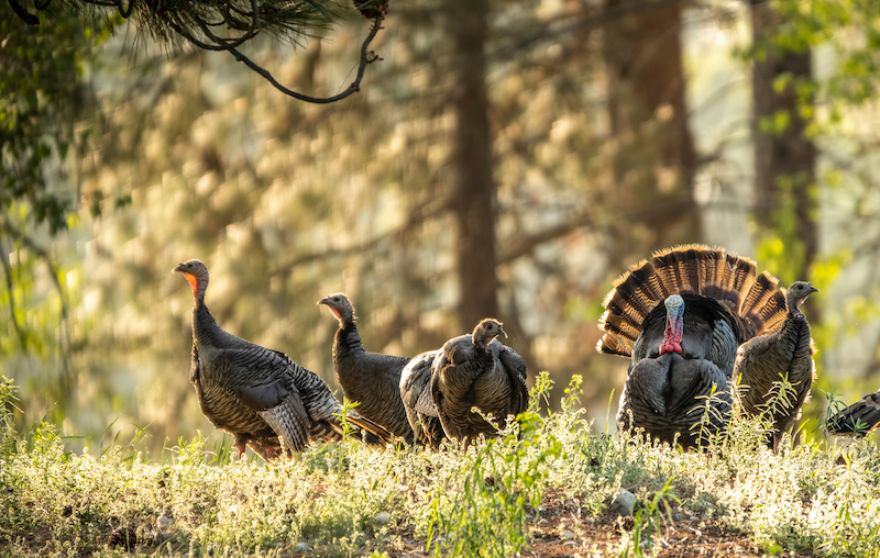 Bowhunters: Start Preparing for Turkey Season