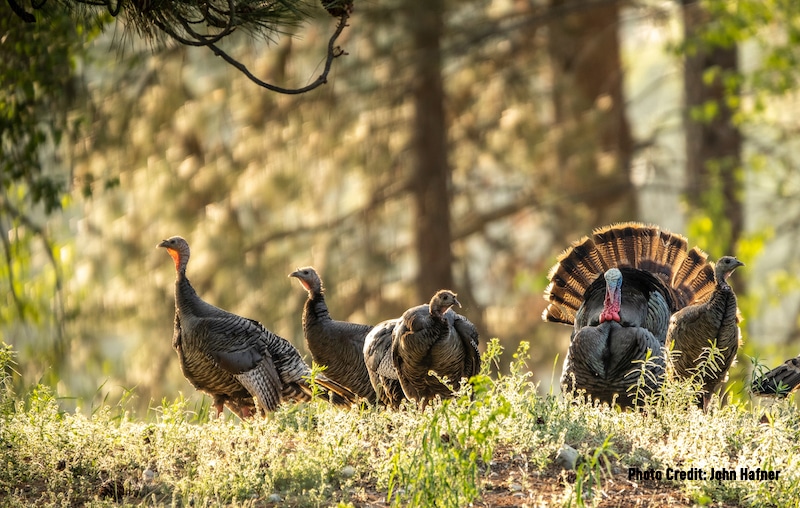 Bowhunters: Start Preparing for Turkey Season