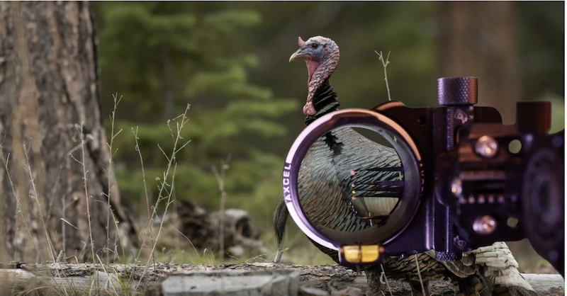 Tricky Business: Shot Placement on Turkeys