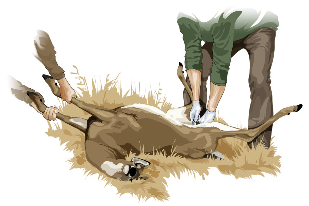 2FieldDressingDeerPositioning Bowhunters United Bowhunters United