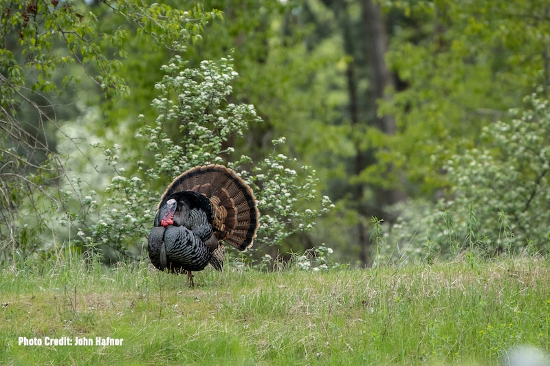 Turkey Hunting Playbook