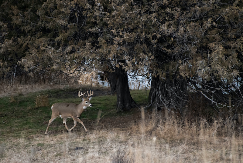 Game Plan for Scouting Whitetail Deer on Public Land