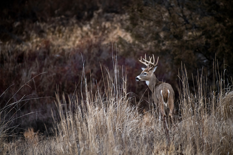 The 6 Best Spots for Bowhunting Whitetails (And When to Hunt Them)