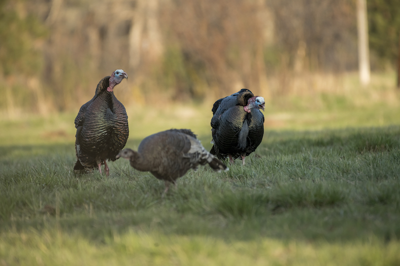 Bowhunting Flocked-Up Turkeys