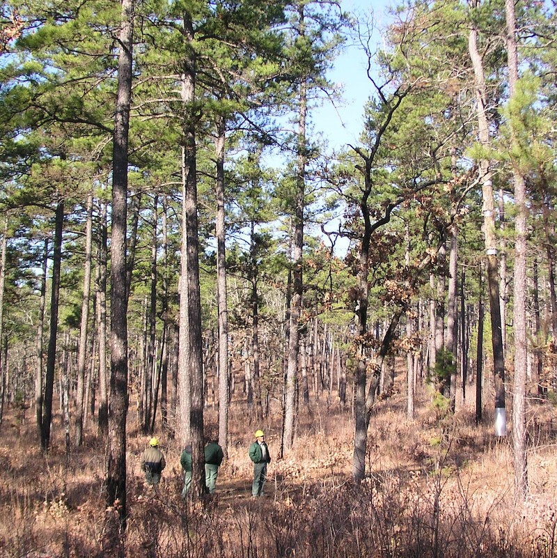 Forest Succession: The Key to Finding Deer
