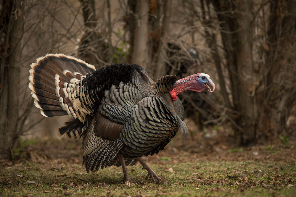 Longbeard Lingo: Master These Basic Turkey Calls