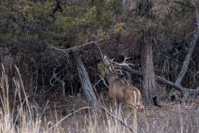Strategies for Finding and Hunting Whitetail Bedding Areas Bowhunters