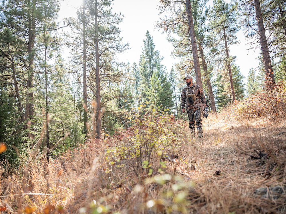 Tree ID: The Overlooked Secret to Bowhunting Success