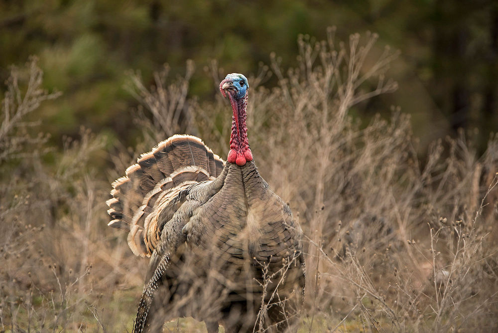 Understanding the 5 Wild Turkey Subspecies