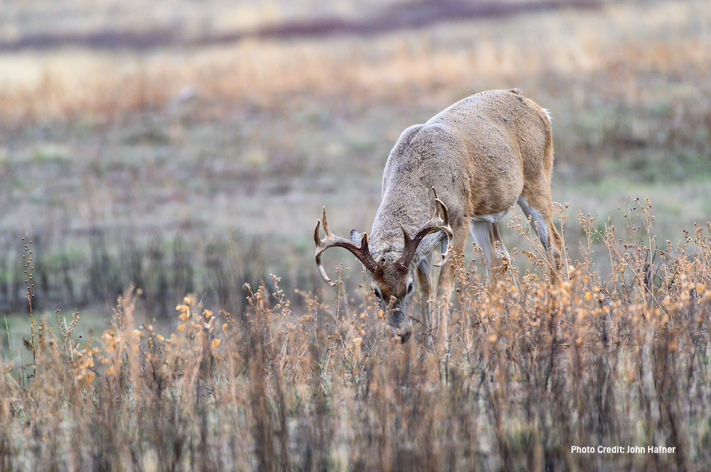 Your Regional Guide to Whitetail Food Sources