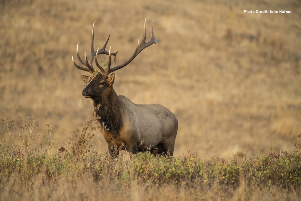 Top Places and Tips to Bowhunt Elk