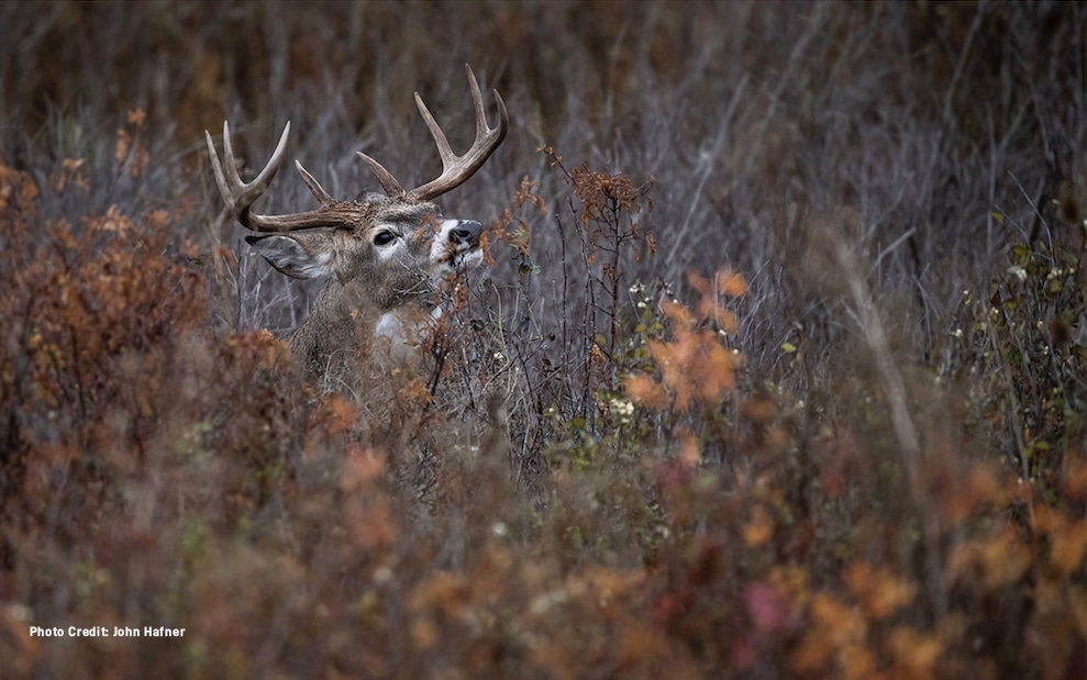 Can Your Hunting Spot Have Too Many Deer?