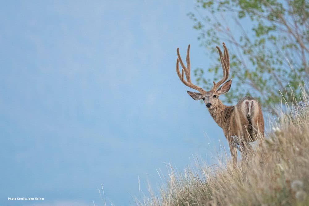 10 Bowhunting Adventures to Consider