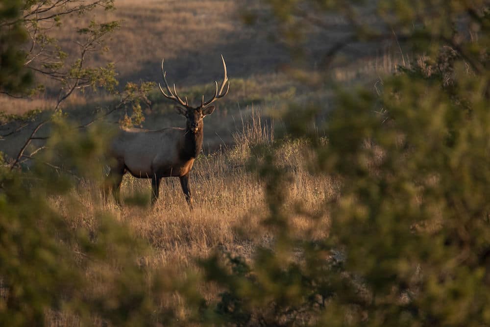 Tactics to Capitalize on Rutting Elk