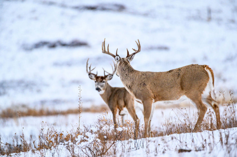 What’s a Cull Buck? Bowhunters United