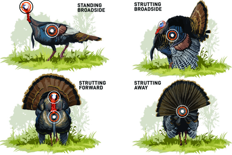 Position Turkey Wing Where to Arrow a Wild Turkey Bowhunters United